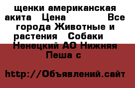 щенки американская акита › Цена ­ 30 000 - Все города Животные и растения » Собаки   . Ненецкий АО,Нижняя Пеша с.